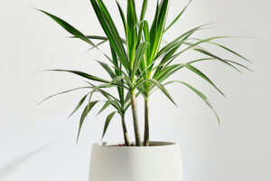 product 05